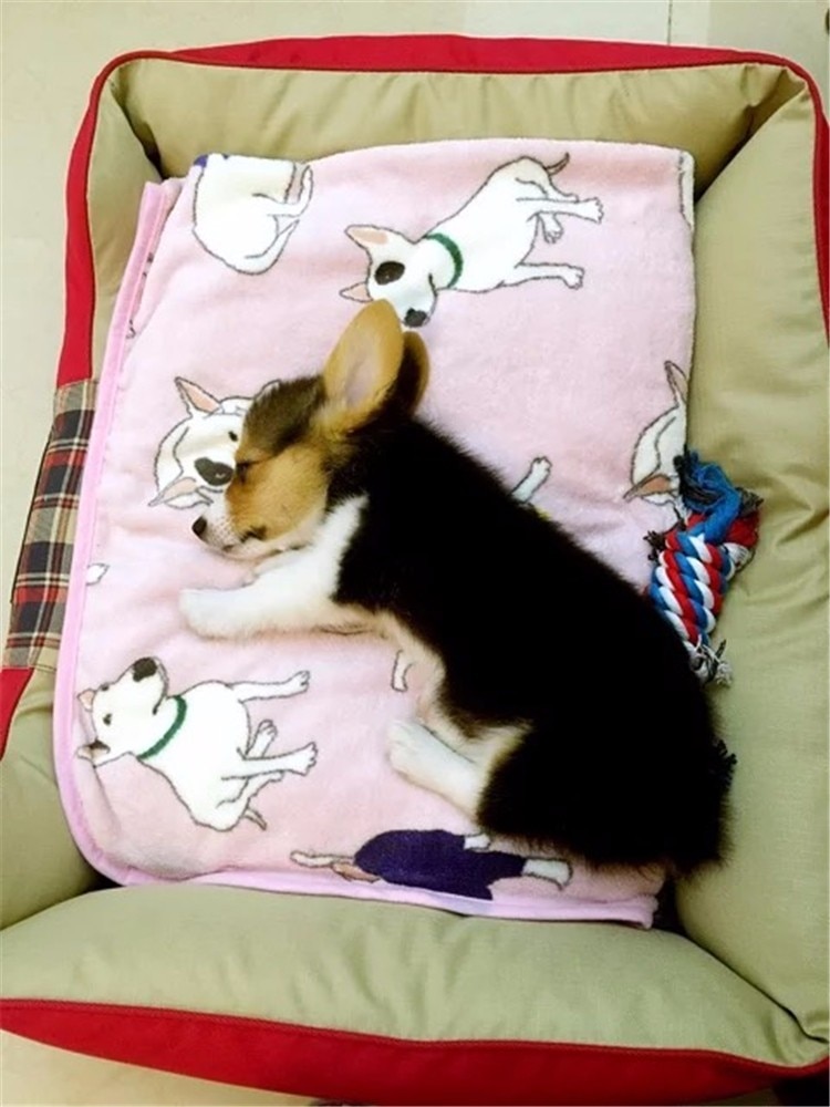 Coral Fleece Dog Print Warm Soft Bed Blanket